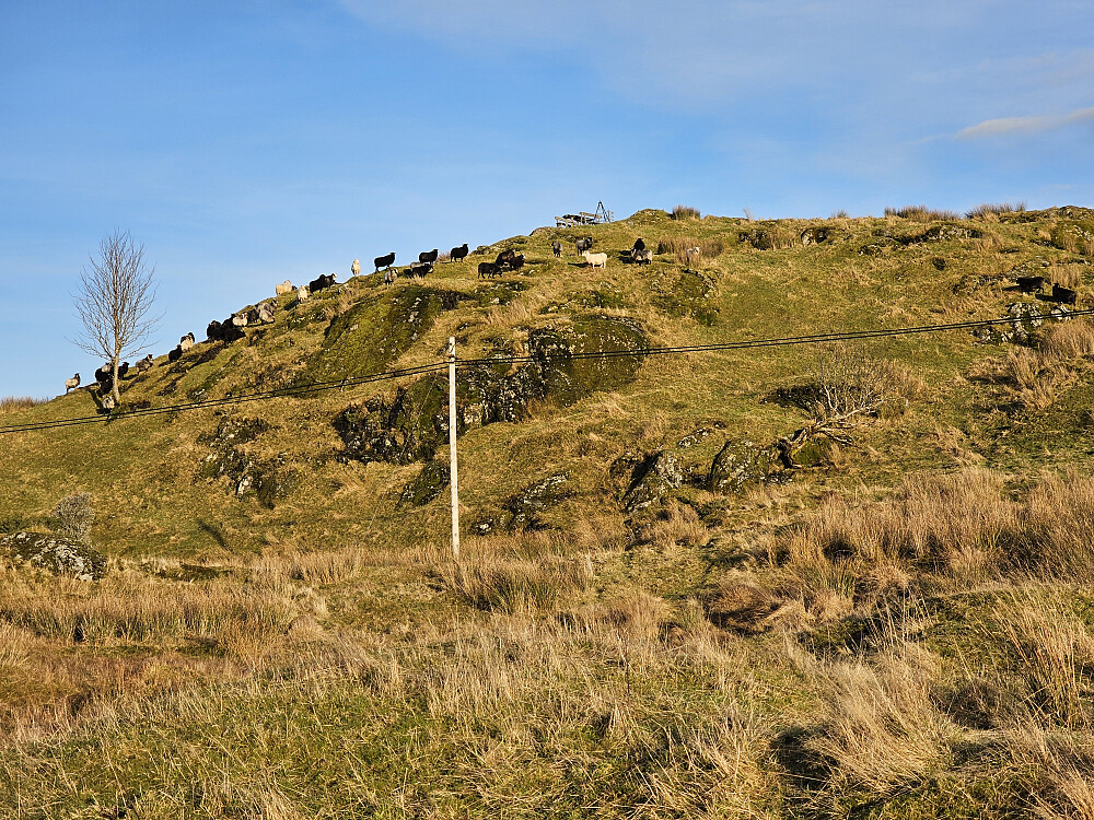 etter at jeg gikk fra Klubben fant sauene roen igjen