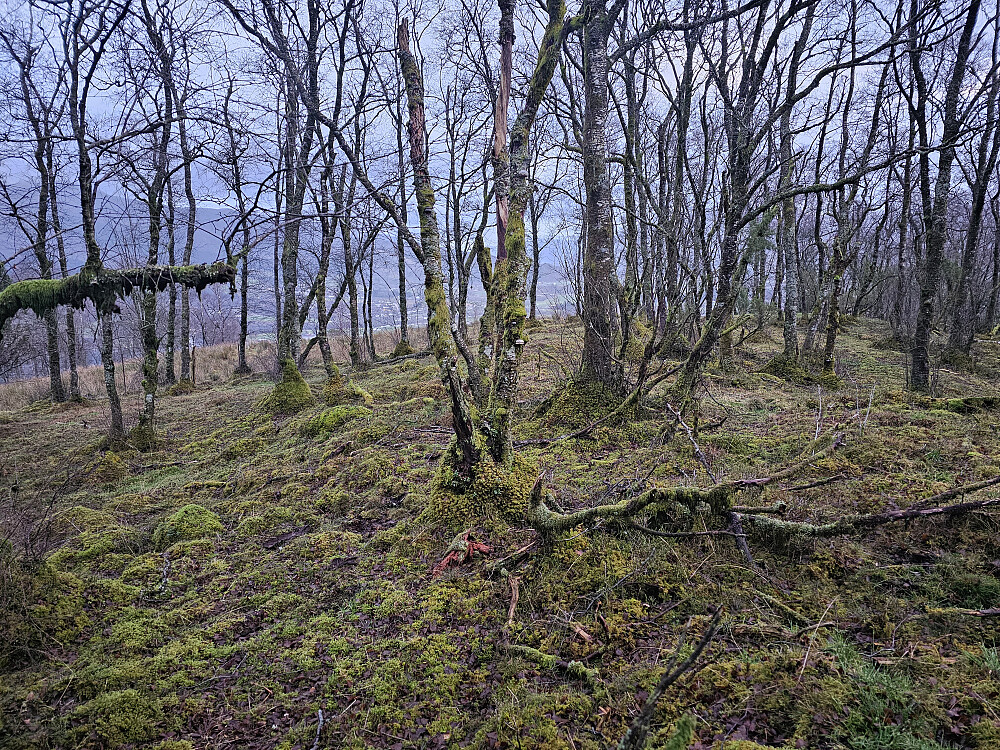 beste utsikt fra toppen på Maltskårhaugane