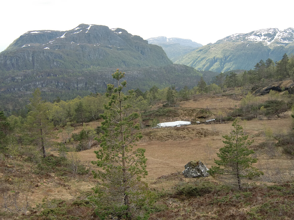 Vednasnerta sett fra Grønebergsfjellet