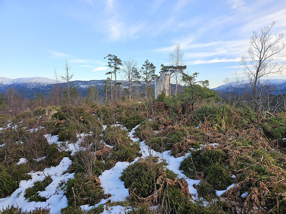 Hovåsen 197 (gammelt hogst felt)