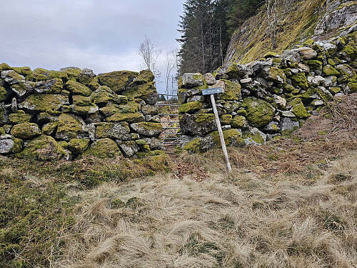 gjennom åpning i steingard til hogstfelt på nordsiden