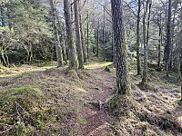 fin skogssti opp til Bella's plass