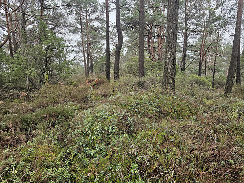 toppen på Botnahaugen 23