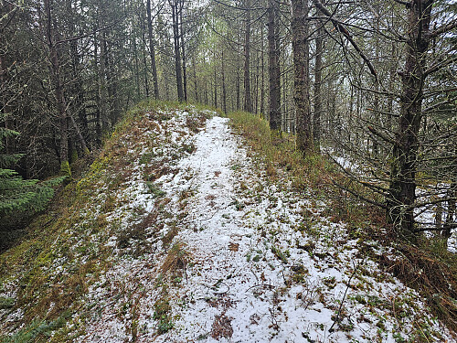 gjennom skog nø. for Krossen