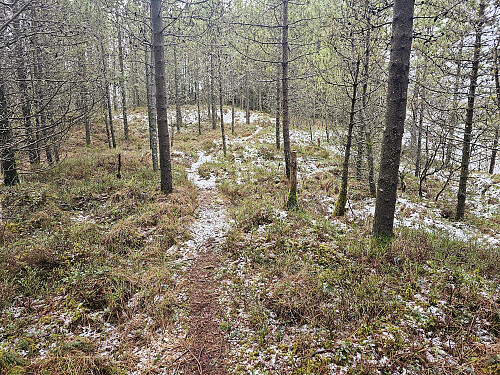 gjennom skog nø. for Krossen