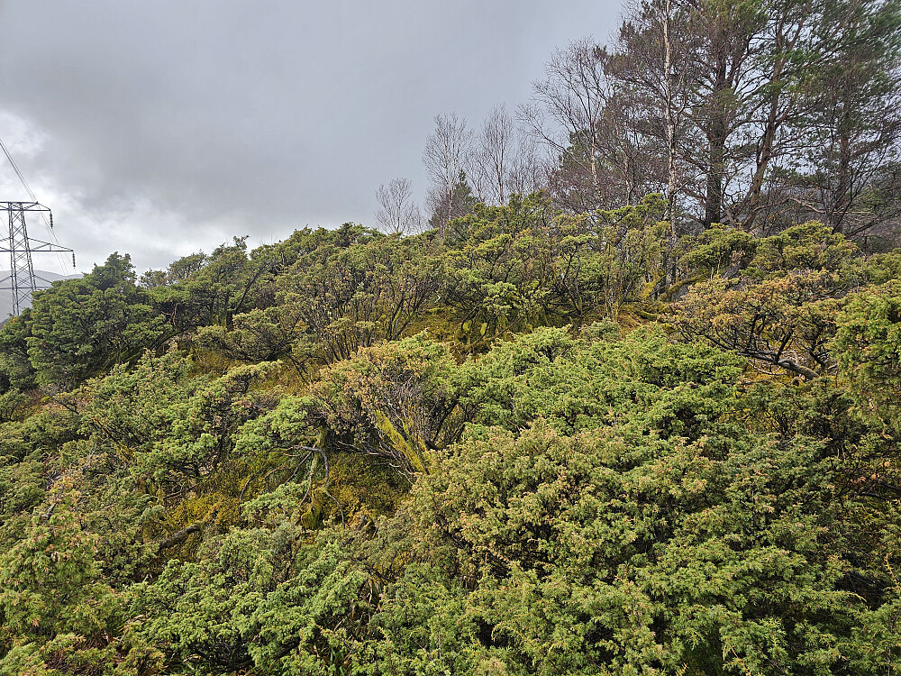toppen på Bjørndalshovden 380