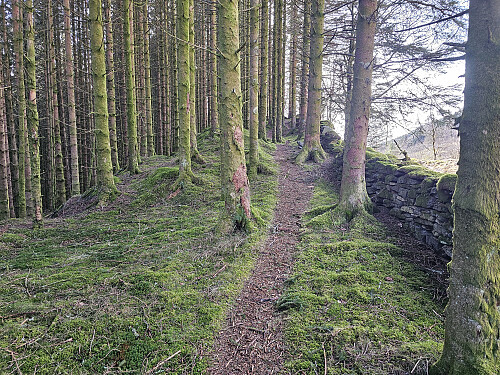 på ryggen sydover fra Grytebakkbrua