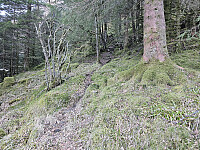 inn i grov gammel furuskog