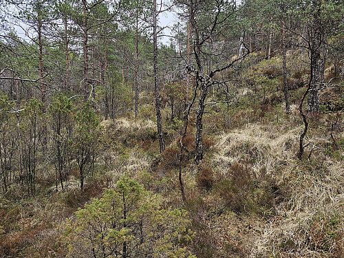 på vei opp, ingen sti men masse dyre tråkk. 