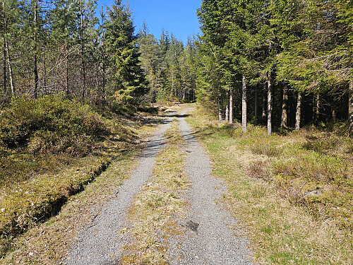 oppover skogsveien