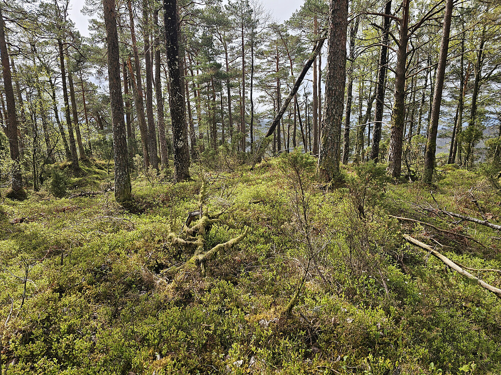 toppen på Augastadåsen 237