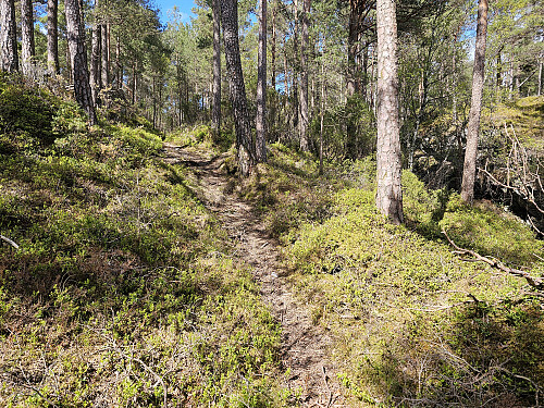 fin sti oppover ryggen