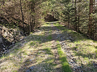oppover skogsveien
