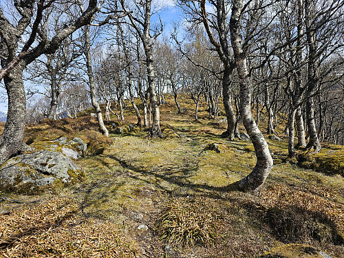 nesten oppe på toppen av Øvste Hovden