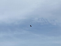 Tollak_20251012_68ebe57ea574a.jpg