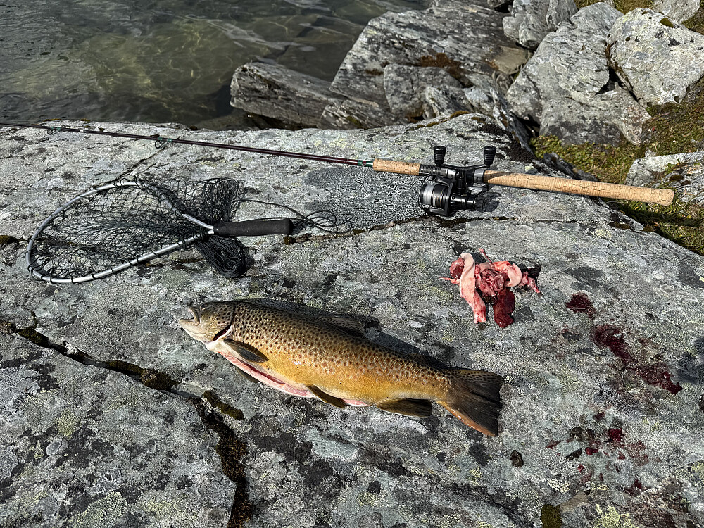 54 cm - 2,2 kg