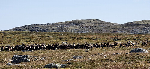 Villrein på Hardangervidda