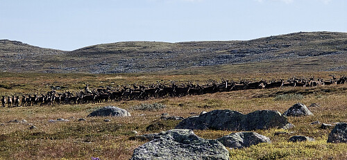 Villrein på Hardangervidda