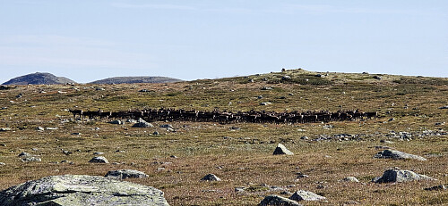 Villrein på Hardangervidda - jegeren oppe på haugen!