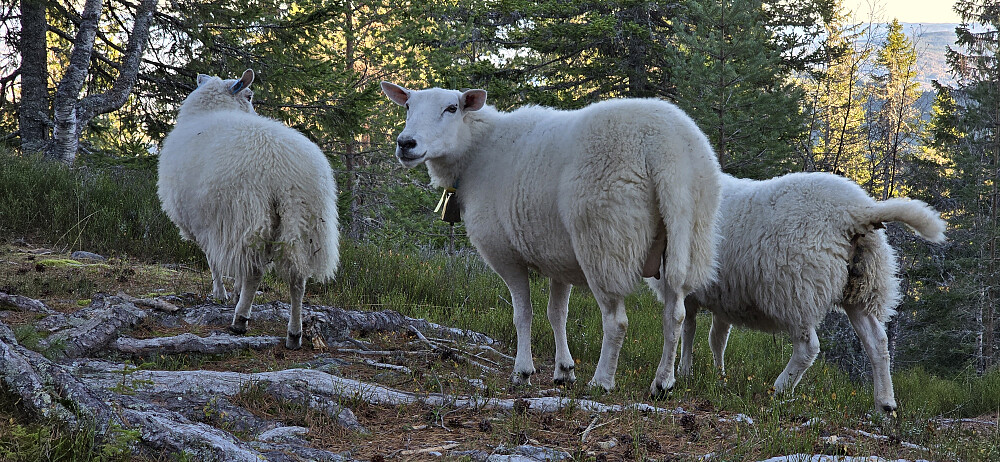 Disse 3 ble med oss ned - noen uker etter sauesankinga...