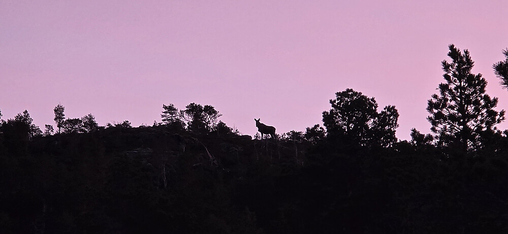 Elg i morgenstund :)