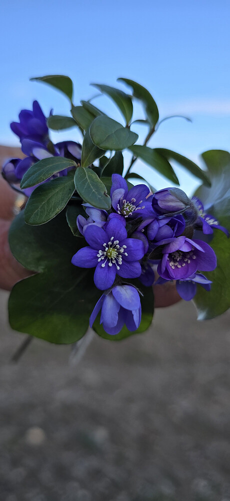 Vårens første blåveis :)