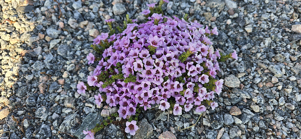 Rødsildre