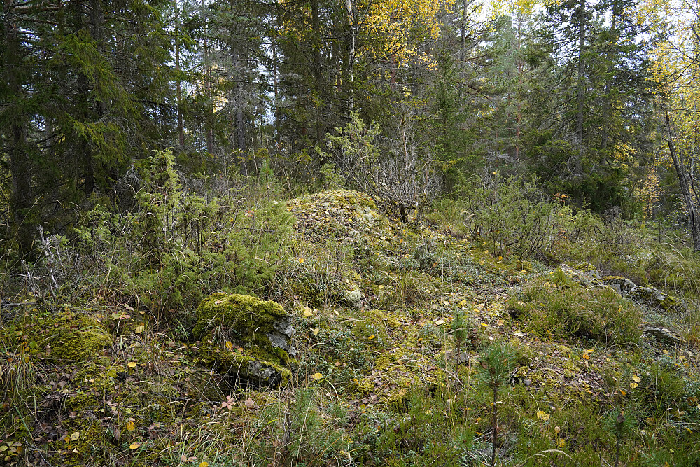 Harastokkåsen