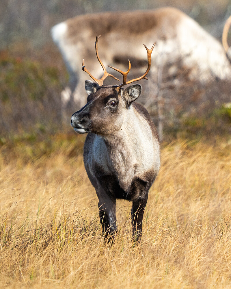 Tatt like ved Flatvollen p-lomme. September