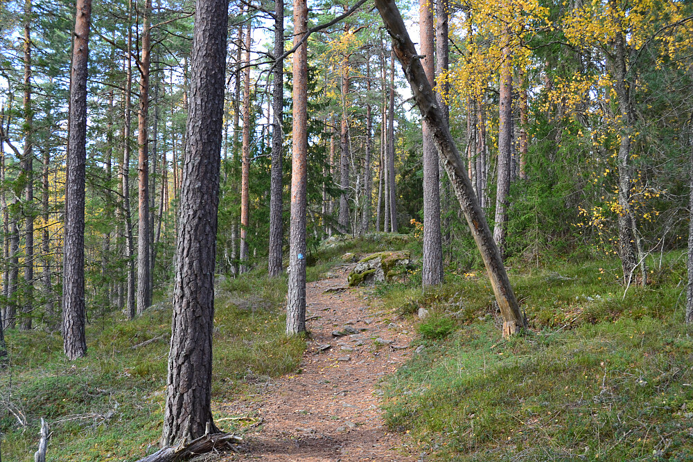 Gulsetmarka
