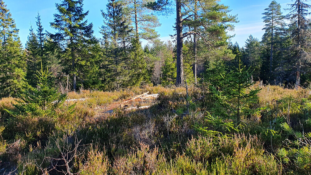 Ingen utsikt, men i hvert fall en åpning i skogen
