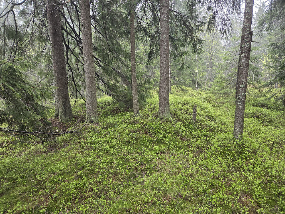 Holåsen