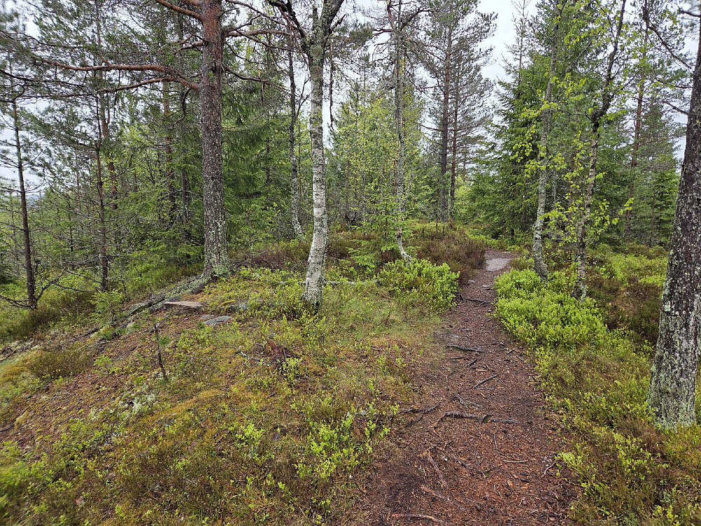 Barlindåsen