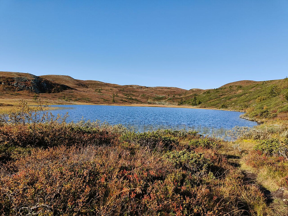 Øgntjernet