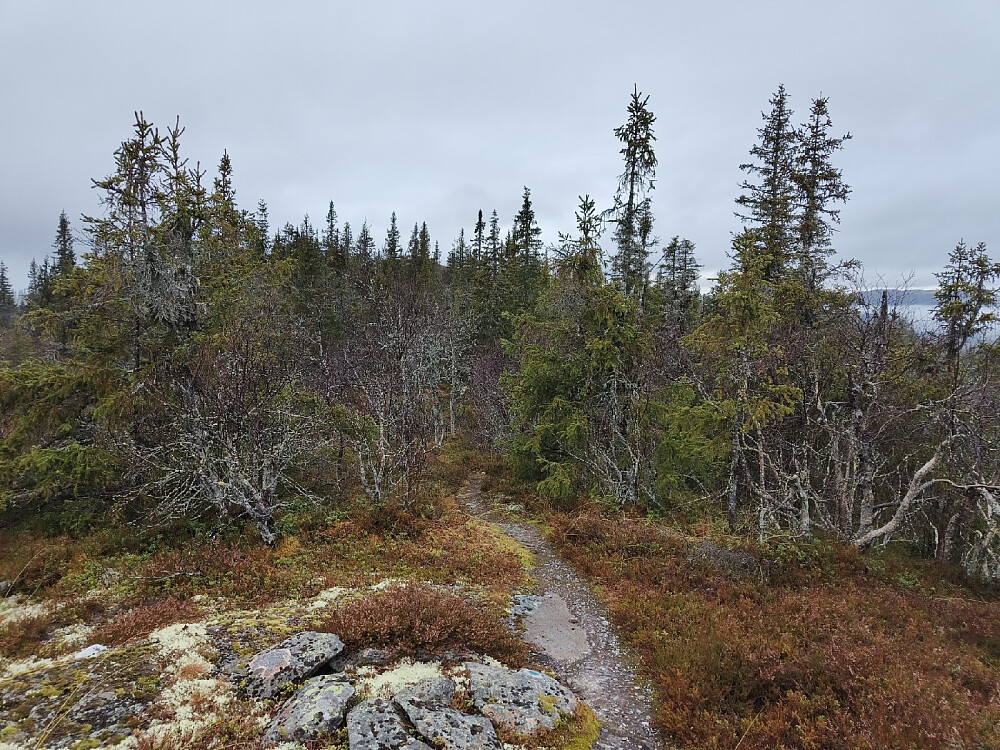 Skogen blir mer glissen når man nærmer seg toppen.