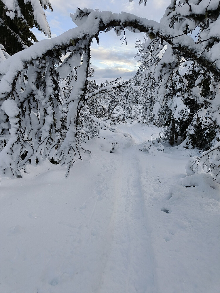 Trugespor i eventyrskogen.