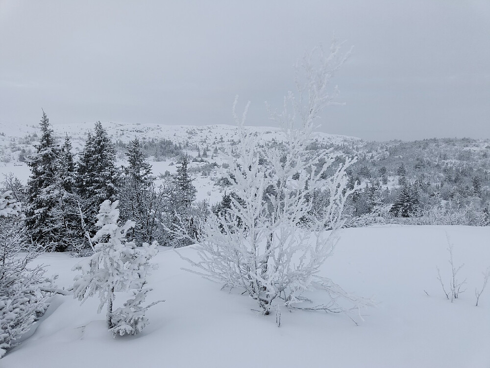 Vinterlige forhold i dag, og slik det klimatisk SKAL være på Makalaus tidlig i januar.