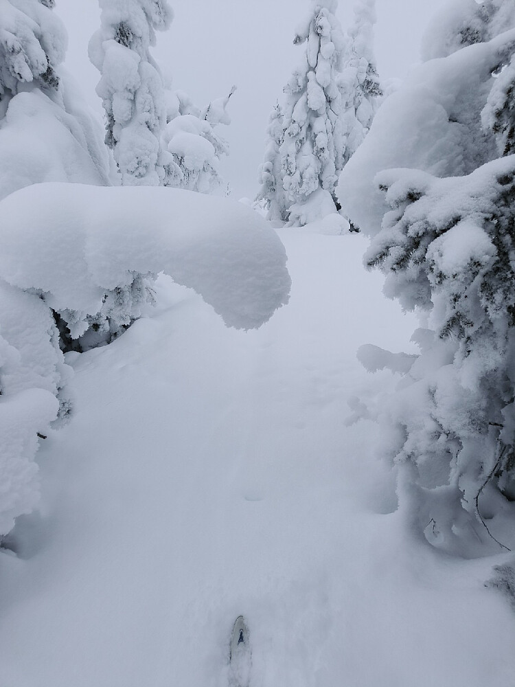 Snøen begynner å bli tung på trærne!
