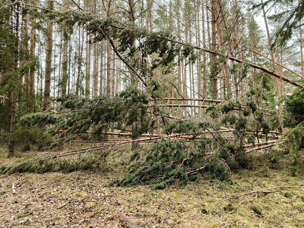 Det var mye skader på skogen i området her
