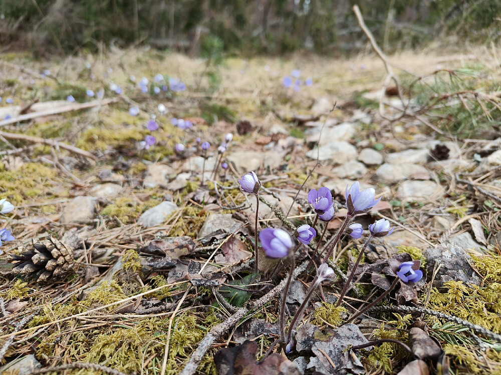 Anette ble igjen ved bilen fordi hun syntes det var kaldt og hun ville ta bilder av blåveis