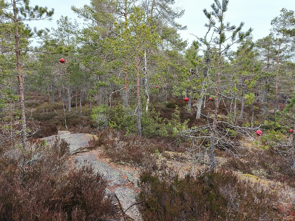 Røde julekuler i trærne