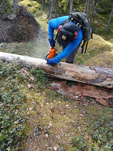 Jeg rydda stien ned til utsiktspunktet med motorsaga.