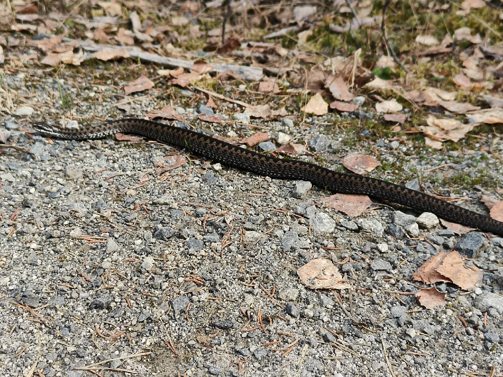 Første møte med huggorm i år