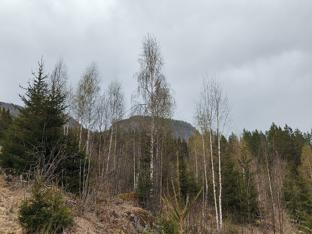 Bjørka er kommet i Begnadalen nå