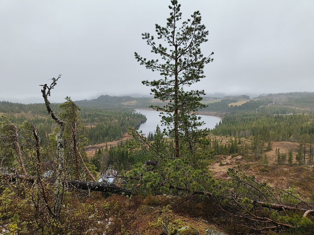 Fra utsiktspunktet på Bergekollen - mot Skartjernkollen, som jeg var på litt tidligere.