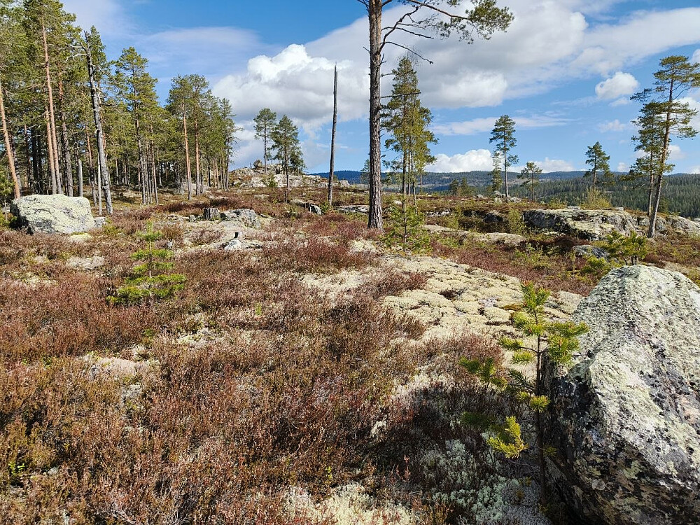 Stakk oppom Høgeberget, der hogsten har gitt fin utsikt.
