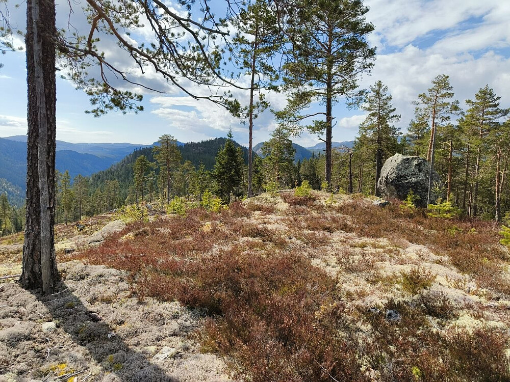 Fra Høgeberget mot Fønhusknatten.