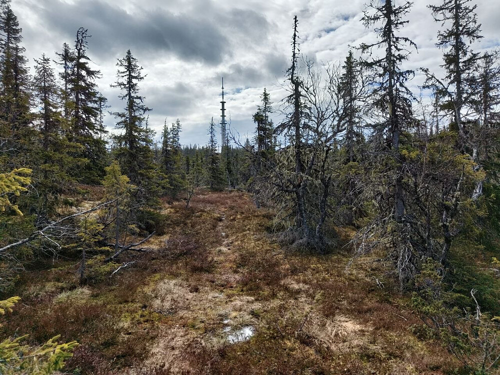 Tårnet dukker opp.