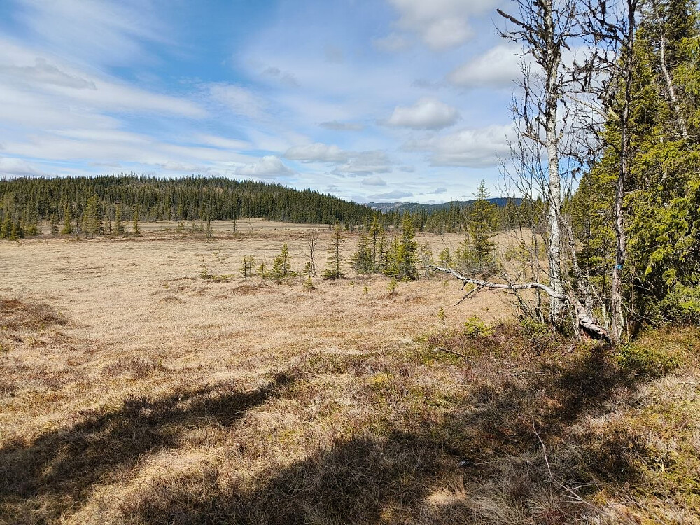 Ser vestover Snikmyri, fra der ruta forlater myra og svinger øst og oppi skogen/Halle-dalen.