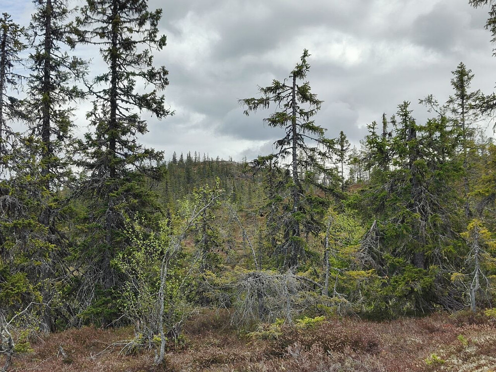 Jennlisfjellet